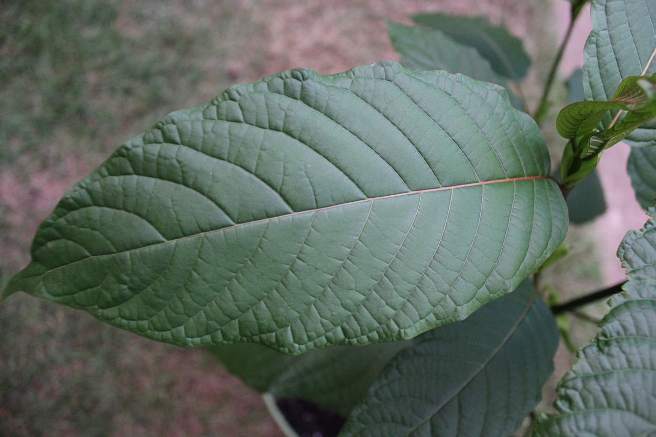 Guide To Kratom Use